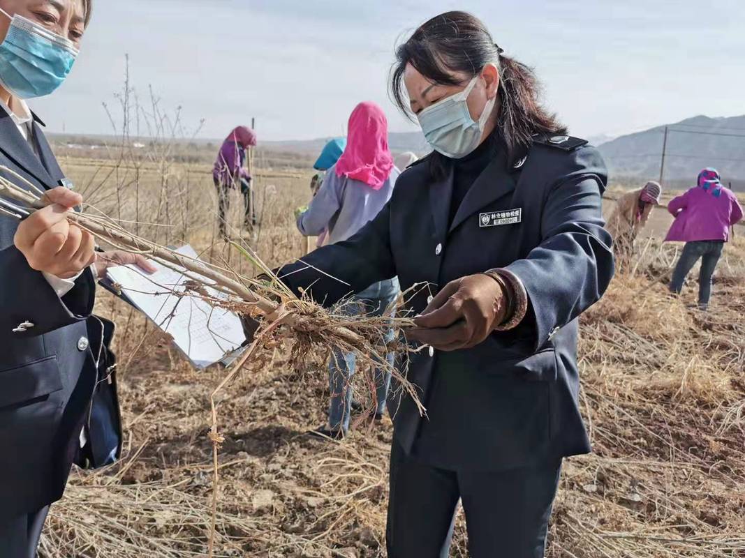 酒泉肃北:开展春季林木种苗产地检疫工作