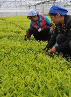 宁夏:林木工厂化育苗促农民增收