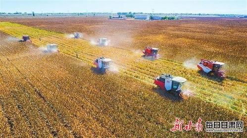 图片新闻 民乐县甘肃滨河食品工业集团原粮基地机收成熟的高粱