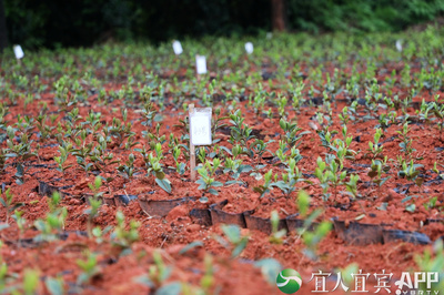 翠屏区千亩油茶基地育苗有方 繁育能力可达每年100万株