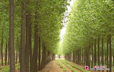 青海开展2022年全省林木种苗质量抽查