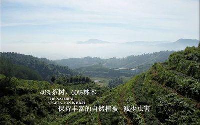 品雅有机茶招商加盟信息